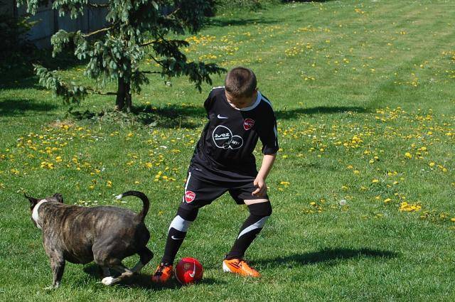 amstaff divine - American Staffordshire Terrier