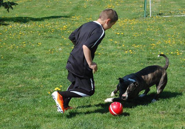 American Staffordshire Terrier qui joue avec un enfant