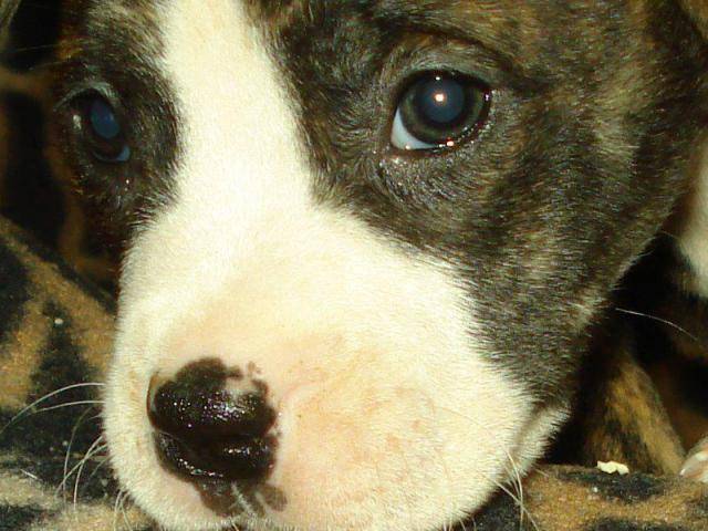 Kaly Amstaff - American Staffordshire Terrier