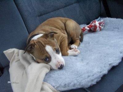 Aika (3 mois et demi) - American Staffordshire Terrier (3 mois)