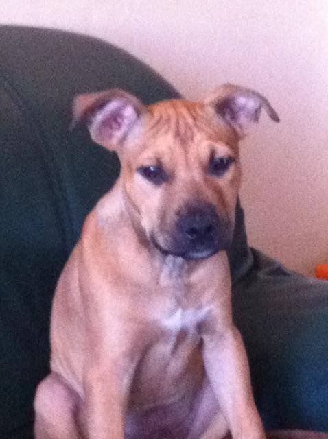gasko American Staffordshire Terrier - American Staffordshire Terrier