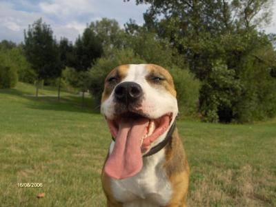 Aika - American Staffordshire Terrier (3 ans)
