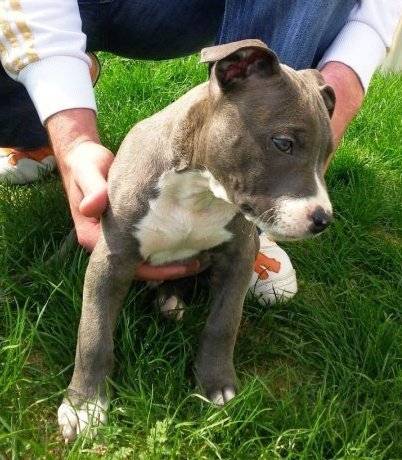 falcon - American Staffordshire Terrier Mâle (4 mois)