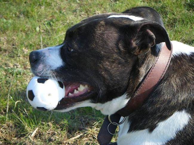 Tina Amstaff 5 ans - American Staffordshire Terrier (5 ans)