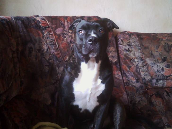 Zeus - American Staffordshire Terrier Mâle (5 ans)