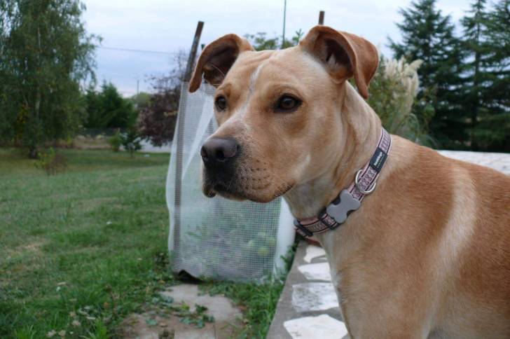 maddy - American Staffordshire Terrier (1 an)