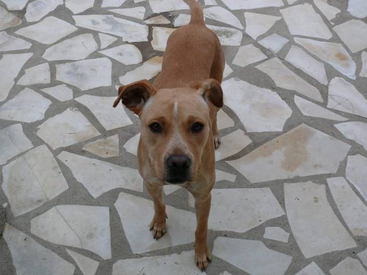 maddy - American Staffordshire Terrier (1 an)