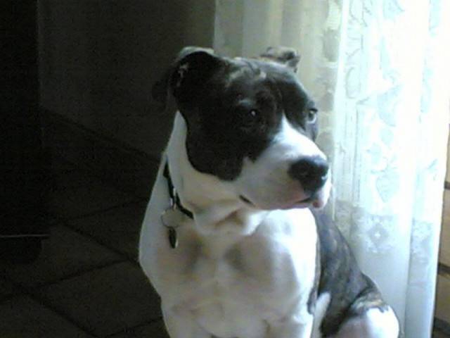 Anel - American Staffordshire Terrier (3 mois)