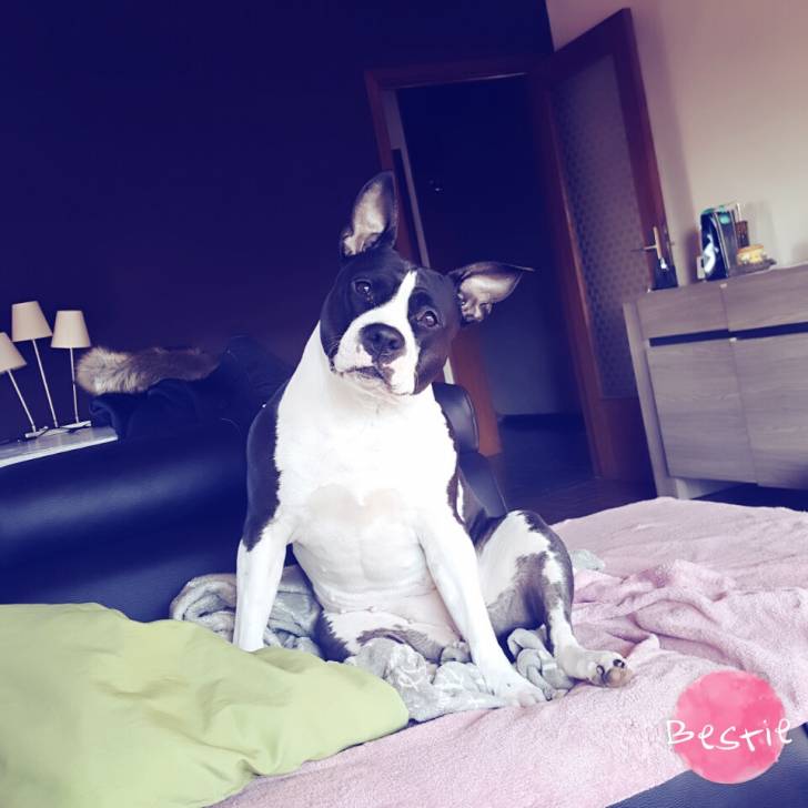 Faayanna - American Staffordshire Terrier (6 ans)