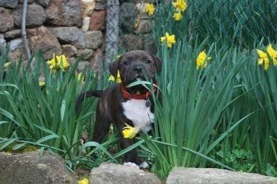 elixyr - American Staffordshire Terrier Mâle (1 mois)