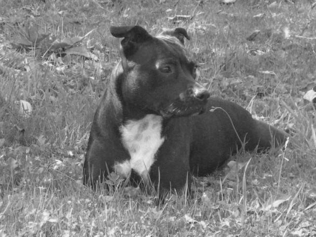 bahlya - American Staffordshire Terrier (2 ans)