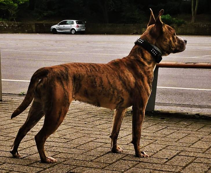 Athena - American Staffordshire Terrier (11 mois)