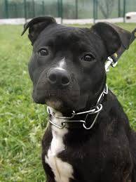 pepite - American Staffordshire Terrier Mâle (7 mois)