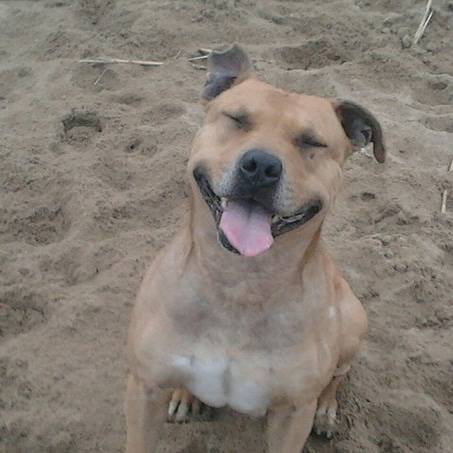 ???????? - American Staffordshire Terrier Mâle (10 ans)