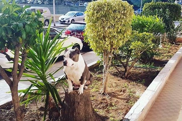 Un American Staffordshire Terrier assis sur un tronc d''arbre