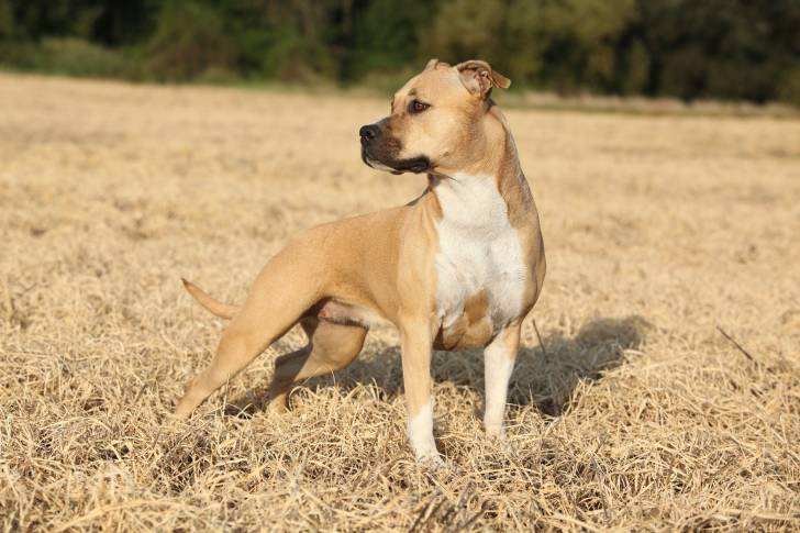 Un American Staffordshire Terrier beige en position statique