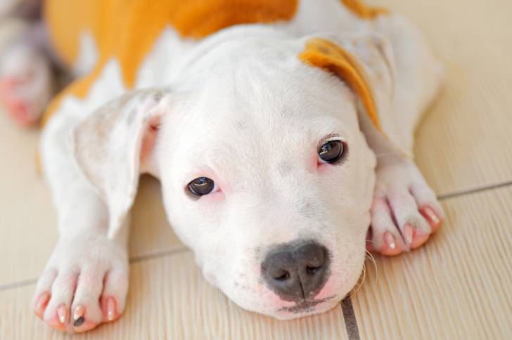 Un chiot American Staffordshire Terrier