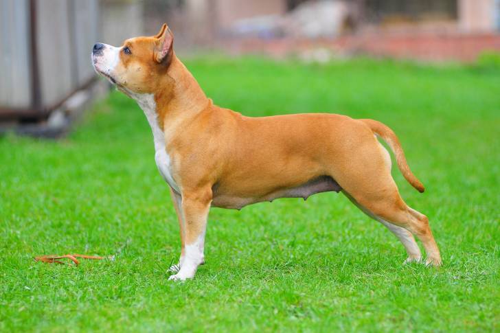 Un American Staffordshire Terrier en position statique