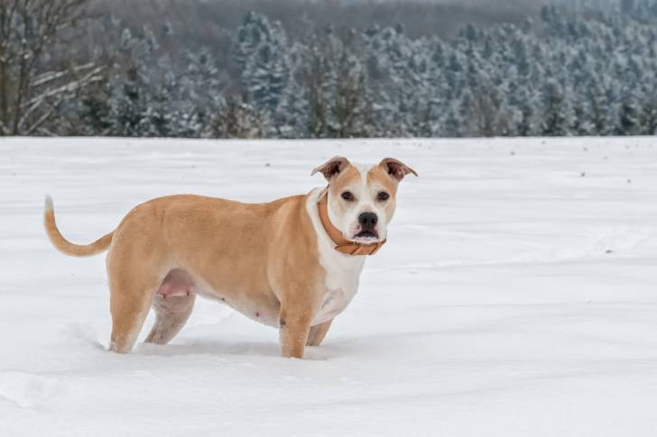 Un American Staffordshire Terrier dans la neige