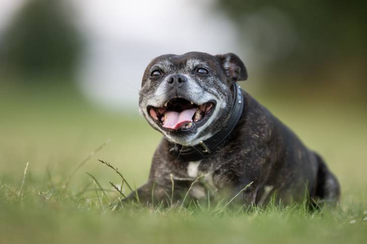 Un American Staffordshire Terrier allongé dans l'herbe et vu de face