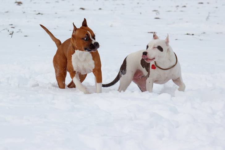 Deux American Staffordshire Terrier jouent dans la neige