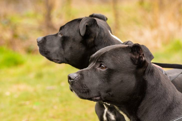 Deux American Staffordshire Terrier de profil