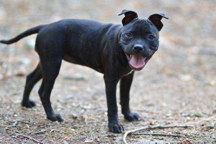 Un chiot American Staffordshire Terrier noir