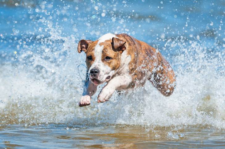 Un American Staffordshire Terrier fauve qui court dans l'eau