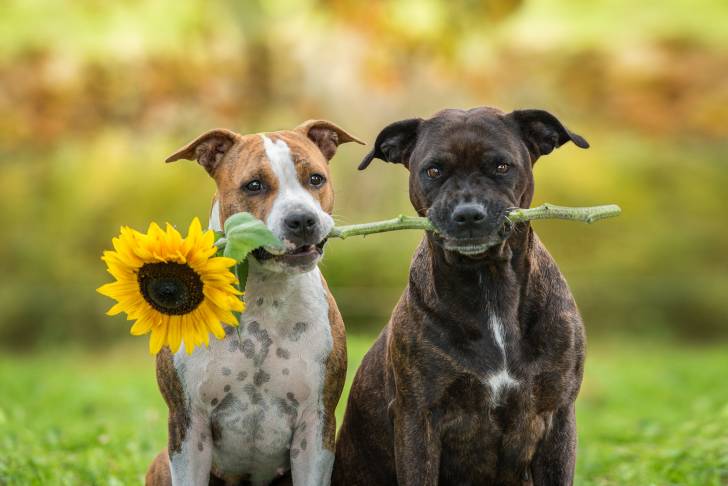 Deux  American Staffordshire Terrier qui tiennent une fleur