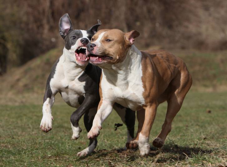 Deux Amerrican Staffordshire Terriers en train de jouer ensemble