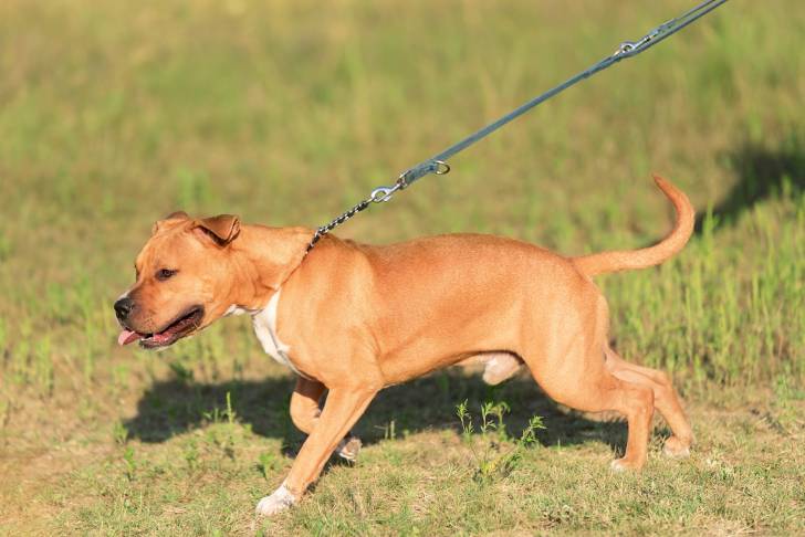 Un American Staffordshire Terrier tire sur sa laisse pendant la promenade
