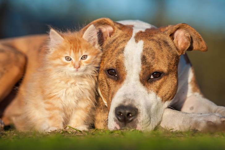 Un Amstaff et un chaton côte à côte dans l'herbe