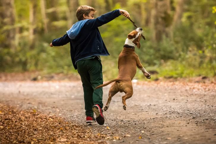 Un American Staffordshire Terrier qui saute qui saute pour attraper un bout de bois tendu par un enfant
