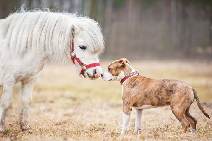 Un American Staffordshire Terrier qui se tient devant un poney