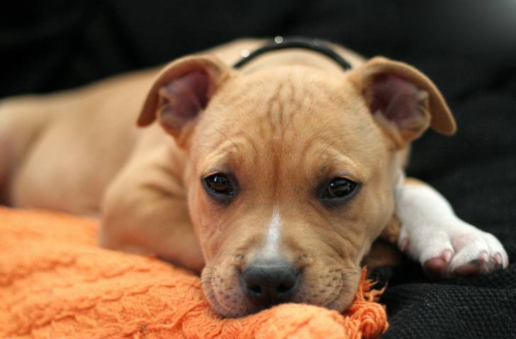 Chiot American Staffordshire Terrier fauve avec un collier noir