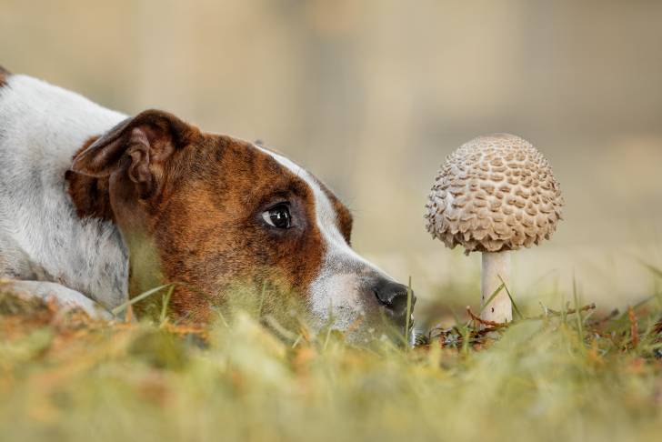 Un American Staffordshire Terrier qui observe un champignon