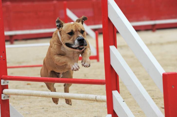 Un American Staffordshire Terrier qui franchit une haie d'agility