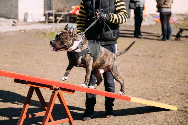 Un American Staffordshire Terrier bringé sur une balançoire d'agility