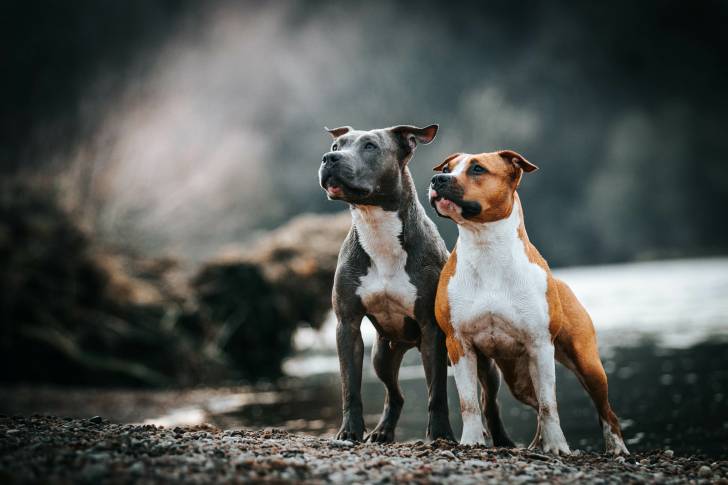 Deux American Staffordshire Terrier au bord de l'eau
