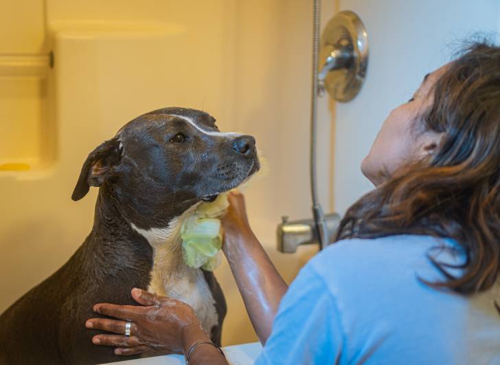 Un American Staffordshire Terrier qui prend un bain