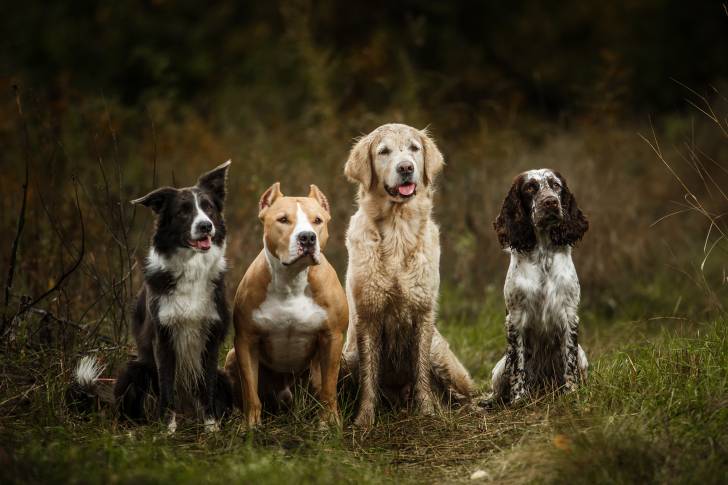 Un American American Staffordshire Terrier entouré d'autres races de chiens
