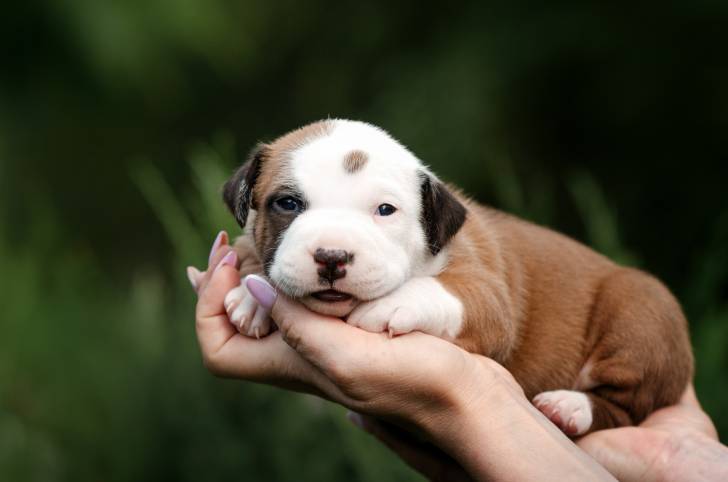 Un chiot American Staffordshire Terrier 