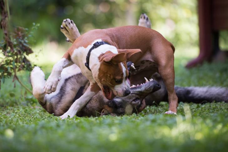 Deux American Staffordshire Terrier en train de jouer ensemble