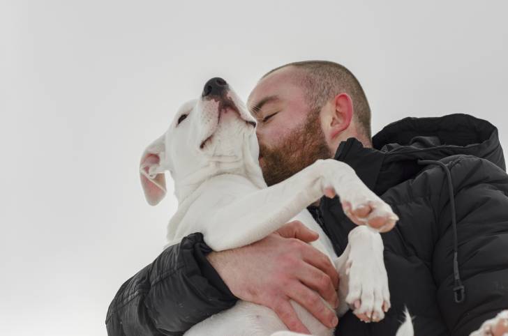 Un American Staffordshire Terrier blanc dans les bras de son maître