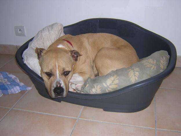tessa - American Staffordshire Terrier (3 mois)