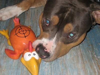 Arco..... protège son poulet XD - American Staffordshire Terrier Mâle (5 ans)