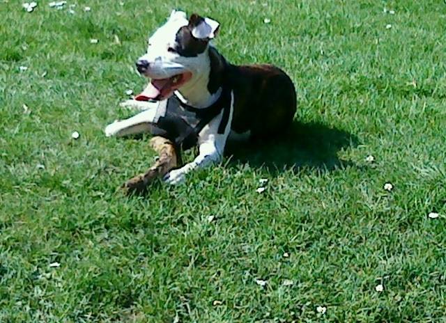Keira - American Staffordshire Terrier (8 mois)