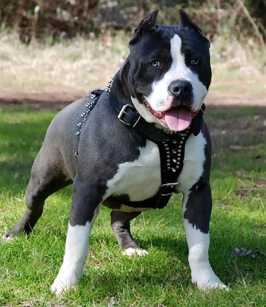 skippers - American Staffordshire Terrier Mâle (2 ans)