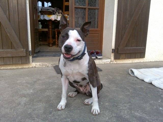 Cassy - American Staffordshire Terrier (4 ans)