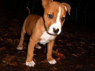 Kovou - American Staffordshire Terrier Mâle (3 mois)